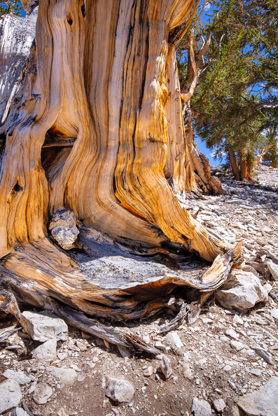 Ancient Bristlecone Pine, Inyo National Forest -15