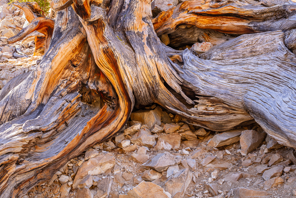 Ancient Bristlecone Pine, Inyo National Forest -19
