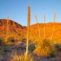 Rockhound State Park, New Mexico -3