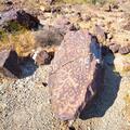Saddle Mountain 2021 -30