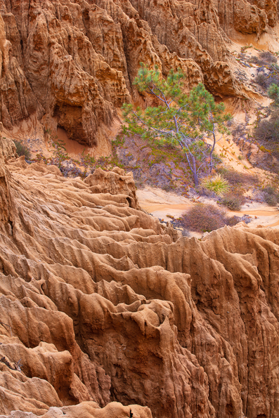 Torrey Pines -100