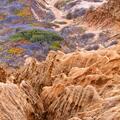 Torrey Pines -101