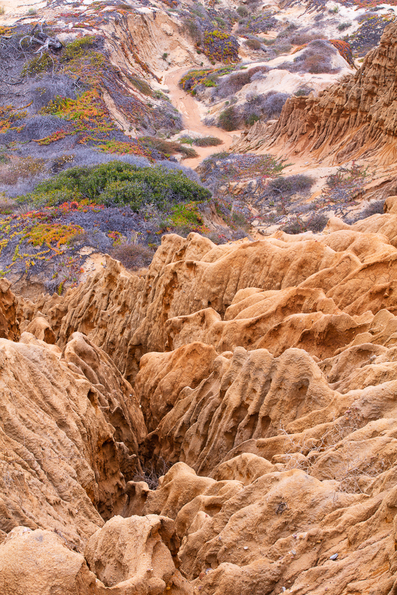 Torrey Pines -101