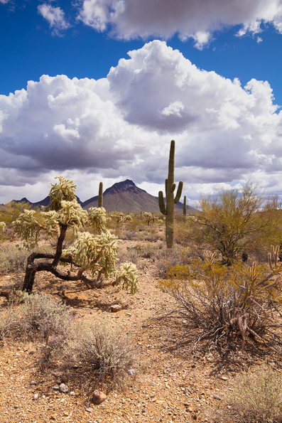 Tucson Mountain -18