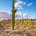 Tucson Mountain -3