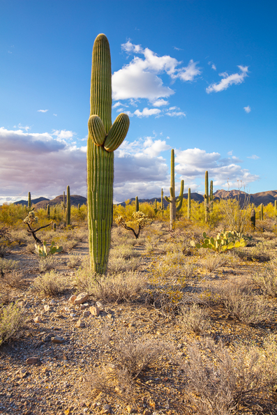 Tucson Mountain -3
