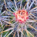 Areole, Glochid, Spines and Flower -5