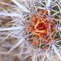 Areole, Glochid, and Spines -1