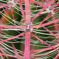 Barrel Cactus Spines -01