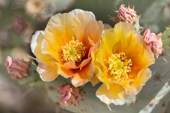 Brown-spined Pricklypear Cactus