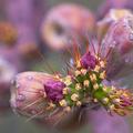 Buckhorn Cholla Cactus -01