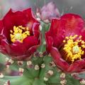 Buckhorn Cholla Cactus -02