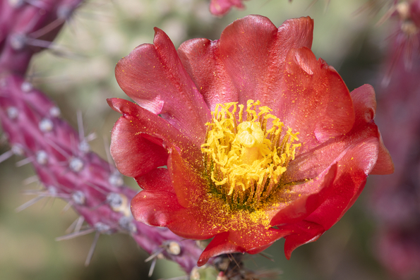 Buckhorn Cholla Cactus, variant 02