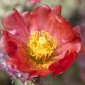 Buckhorn Cholla Cactus, variant 02