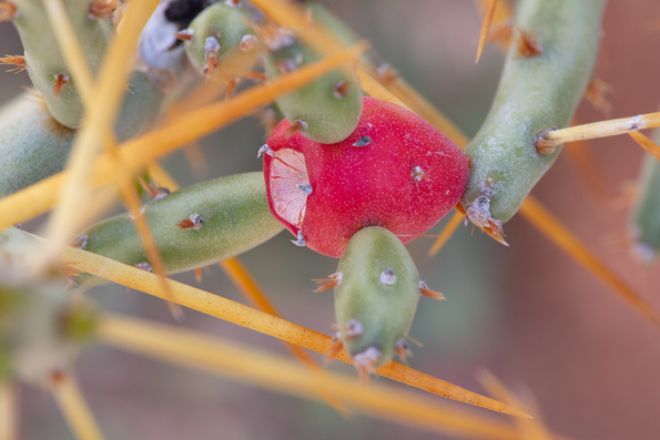 Christmas Cholla Cactus -1