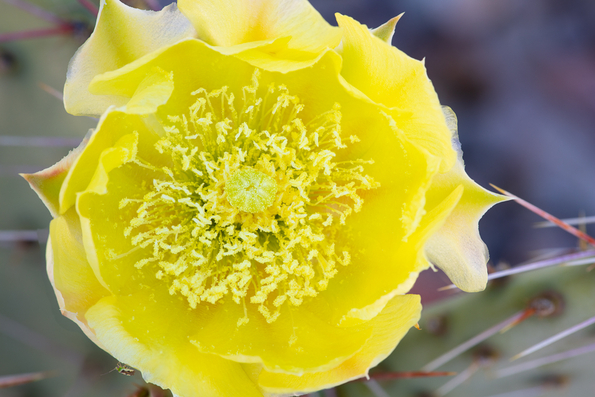 Clock-face Pricklypear Cactus -02