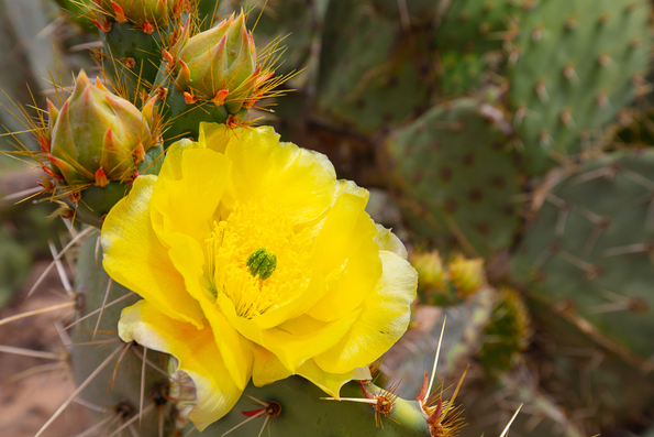 Engelmann Pricklypear Cactus
