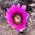 Golden Spined Hedgehog Cactus -02