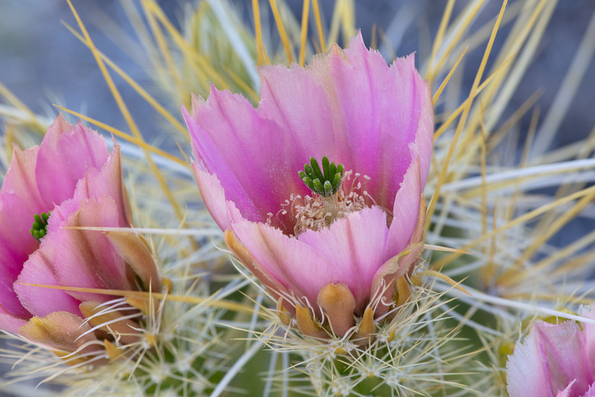 Golden Spined Hedgehog Cactus, natural variant