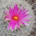 Sonoran Cactus Details