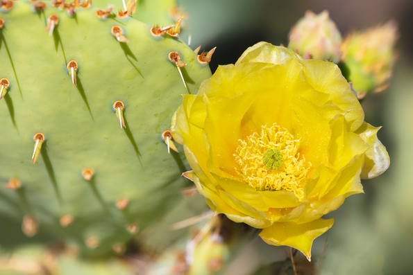 Santa Rita Pricklypear Cactus
