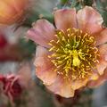Staghorn Cholla, natural variant hybid -01