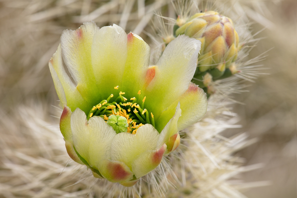 Teddy Bear Cholla Cactus -01