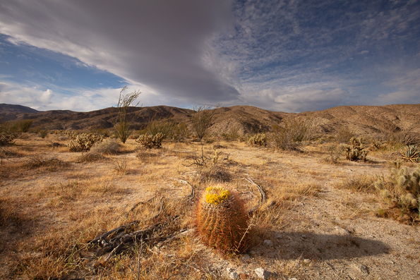 Anza Borrego State Park, Blooming Barrel Cactus -72