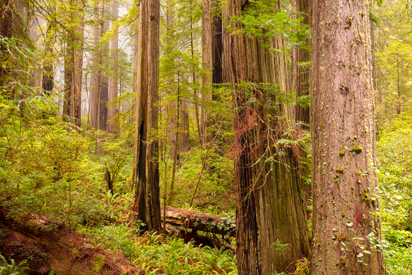 Del Norte Redwoods, Crescent City, California  -1