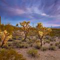 Saguaro National Park, Sunset -61 