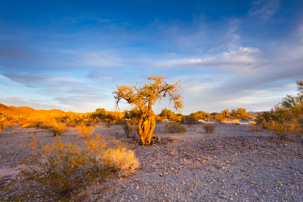 Kofa Wilderness, Last Light in Cave Creek -65