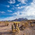 Kofa Wilderness -49