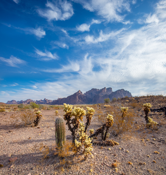 Kofa Wilderness -49