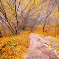 Morning Glory Canyon, Moab Fall -3