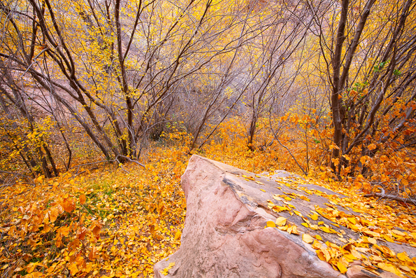 Morning Glory Canyon, Moab Fall -3