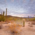 Organ Pipe National Monument, Sunrise -133 
