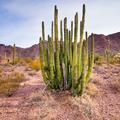Organ Pipe National Monument  -64