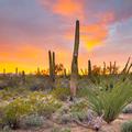 Tucson Mountain Park, Sunset -4