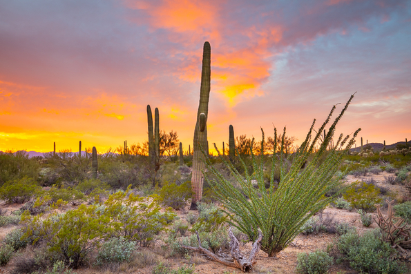 Tucson Mountain Park, Sunset -4