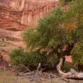 Canyon de Chelley-16