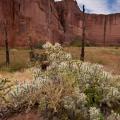Canyon de Chelley-5