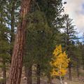 Dixie National Forest-17