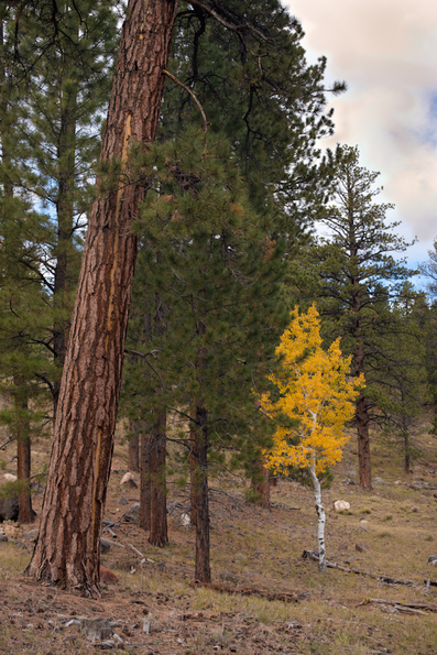 Dixie National Forest-17