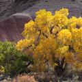 Capitol Reef-28