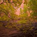 Capitol Reef-83