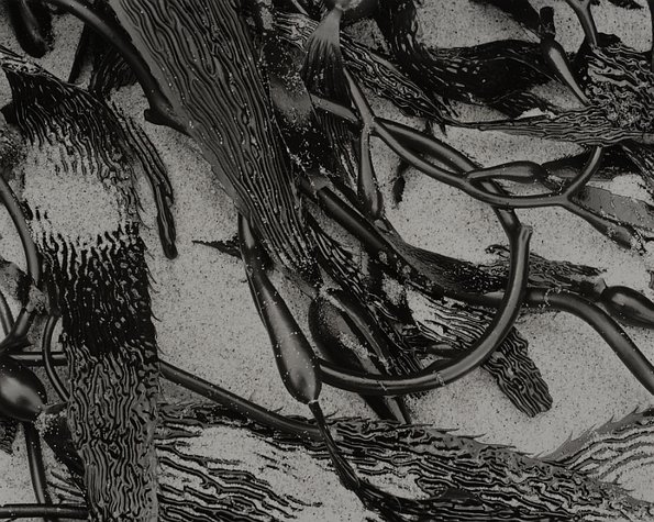 Kelp Form -4