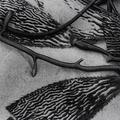 Kelp Form -5