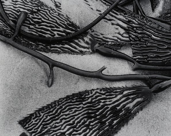 Kelp Form -5
