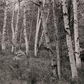  Maine Birch trees