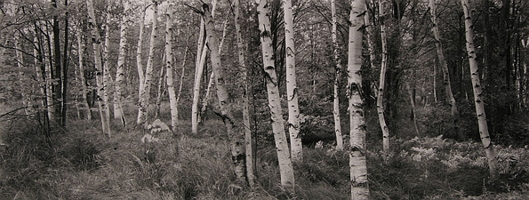  Maine Birch trees